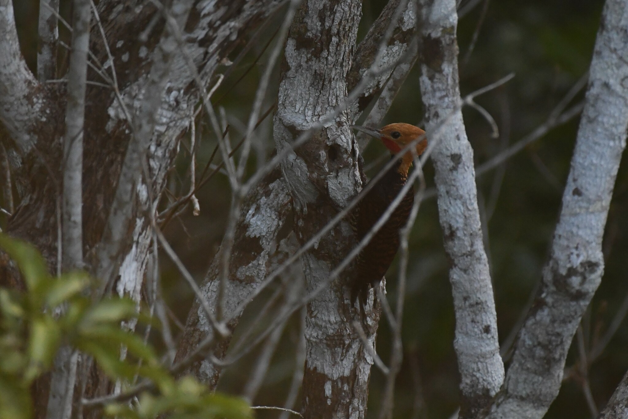 Ringed Woodpecker (Celeus torquatus), photo 8