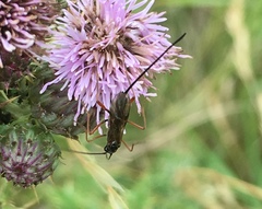 Ephialtes manifestator