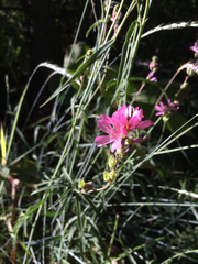 Sidalcea glaucescens