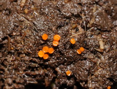Cheilymenia raripila