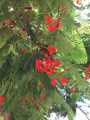 Delonix regia