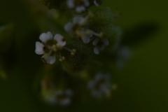 Euphorbia lasiocarpa