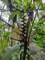 Heliconia burleana