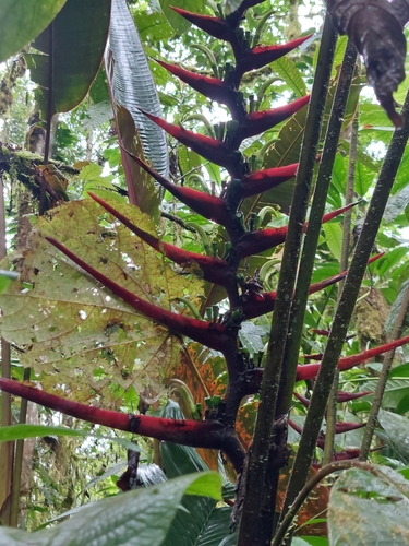 Heliconia burleana, photograph 2