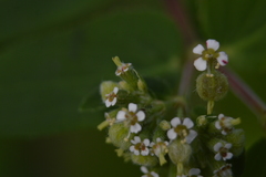 Euphorbia lasiocarpa
