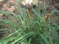 Carex joorii
