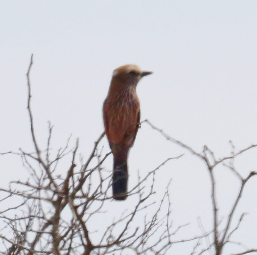 Purple Roller (Coracias naevius)