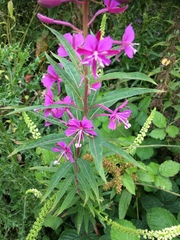 Chamaenerion angustifolium