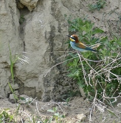 Merops apiaster