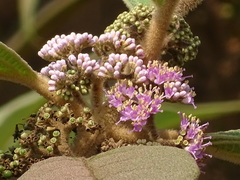 Callicarpa tomentosa