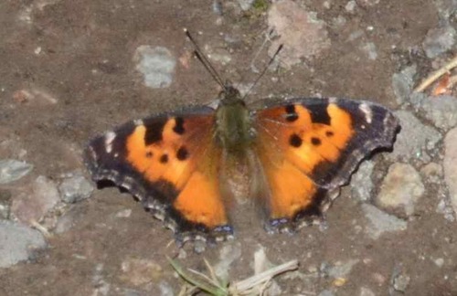 iNaturalist observation photo of California Tortoiseshell