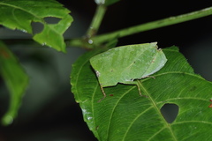 Phyllochoreia ramakrishnai