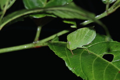 Phyllochoreia ramakrishnai
