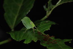 Phyllochoreia ramakrishnai