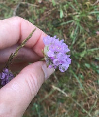 Armeria maritima sibirica