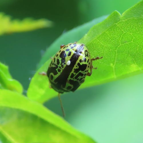 Calligrapha pantherina (Calligrapha pantherina)