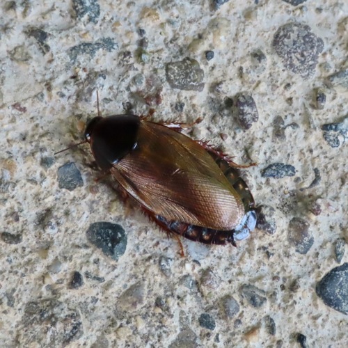 Cucaracha de Surinam (Pycnoscelus surinamensis)