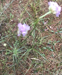Armeria maritima sibirica