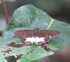Tagiades ultra