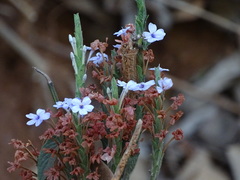 Eranthemum roseum