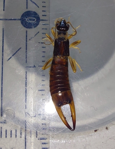 Shore earwig