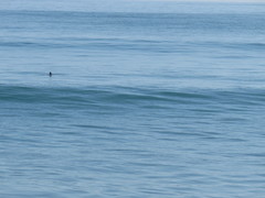 Cephalorhynchus hectori