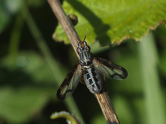Dorycera grandis
