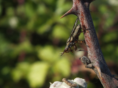 Dorycera grandis