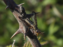 Dorycera grandis