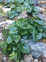 Asarum marmoratum