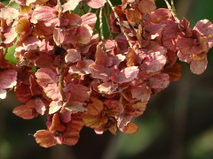 Terminalia paniculata