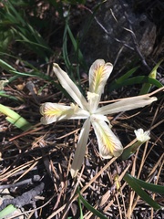 Iris chrysophylla