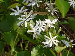 Jasminum malabaricum
