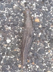 Limax maximus