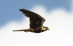 Aplomado Falcon photo 2