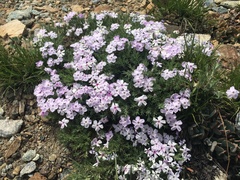 Phlox douglasii