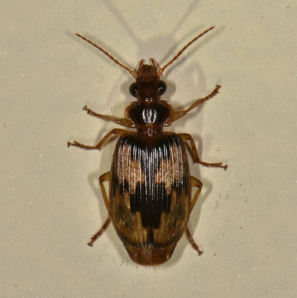 Lebia contaminata