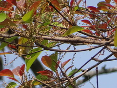 Terminalia bellirica
