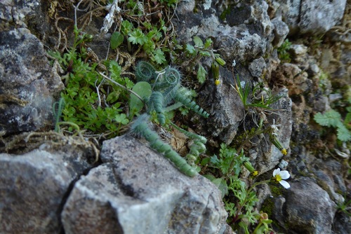 Allium circinatum