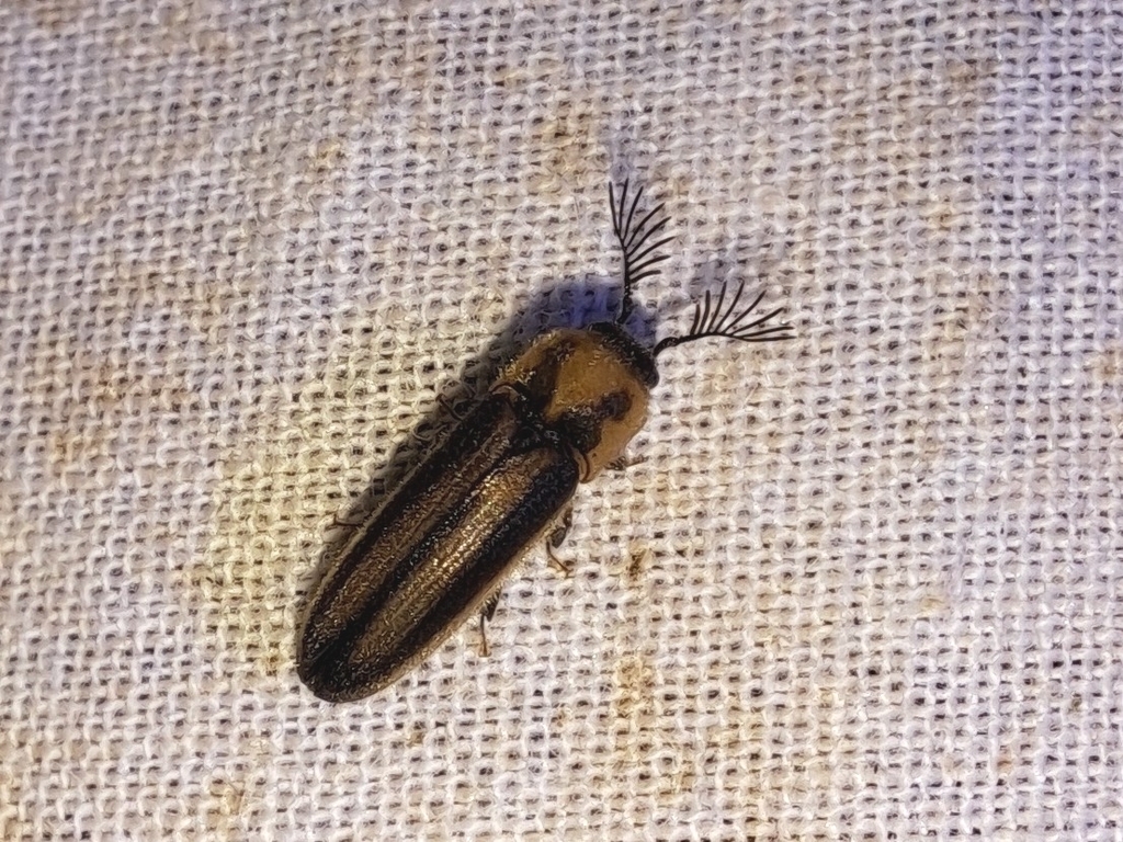 Thylacosternus vittatus