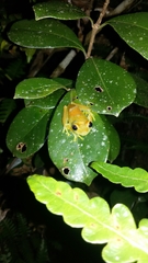 Boophis viridis