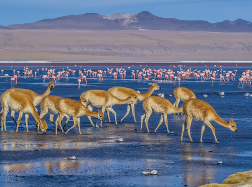 Vicuña (Vicugna vicugna)