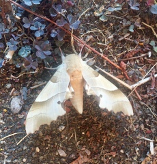 Marumba quercus
