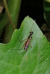 Rainieria