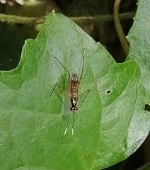 Rainieria