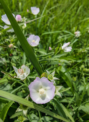 Callirhoe alcaeoides