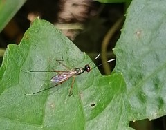 Rainieria