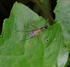 Rainieria