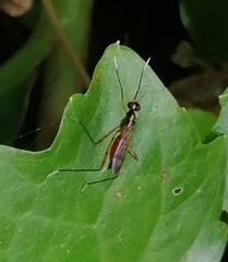 Rainieria