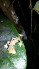 Uroplatus phantasticus